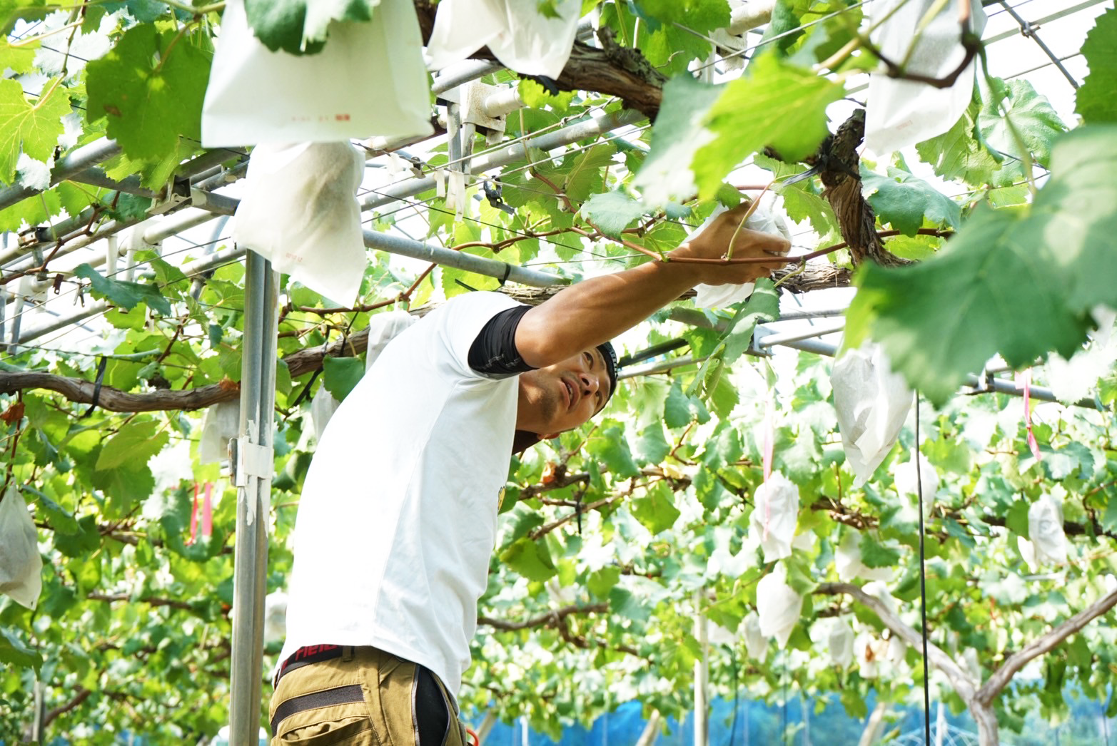 葡萄をみてる宇田のみっちゃん